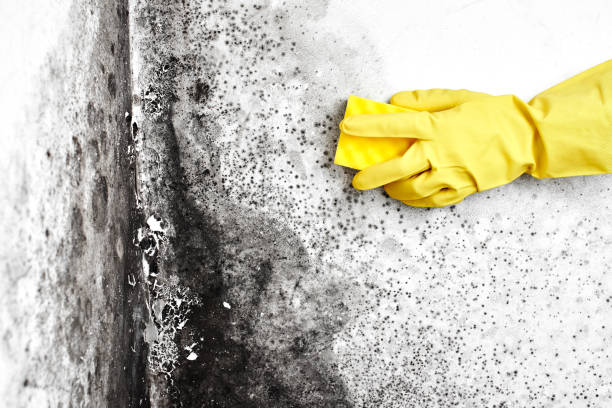 Best Office Mold Removal Services  in Lennox, SD