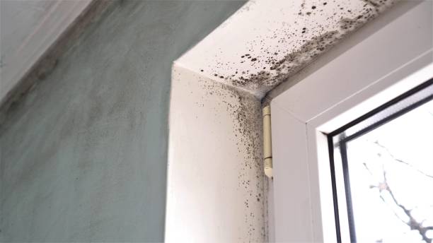 Best Residential Mold Removal  in Lennox, SD