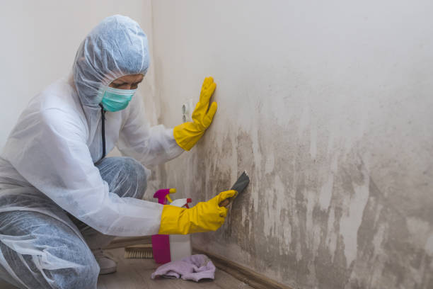 Mold Removal Process in Lennox, SD