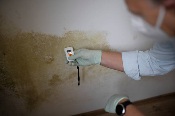 Best Fast Mold Removal  in Lennox, SD