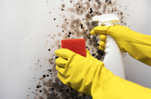 Best Commercial Mold Removal  in Lennox, SD