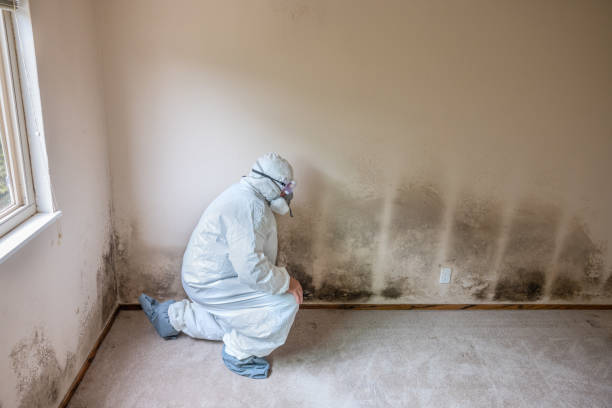 Mold Testing and Removal in Lennox, SD