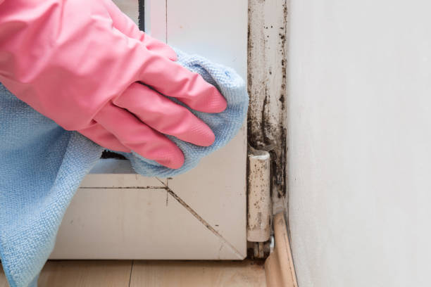 Best Black Mold Removal  in Lennox, SD